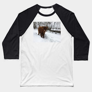 Scottish Highland Cattle Calf 1706 Baseball T-Shirt